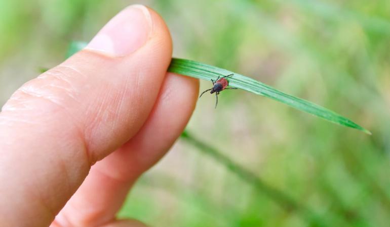 Teken begeven zich vaak in hoog gras en op bladeren