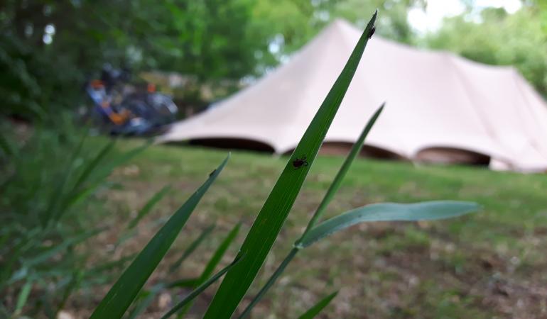 Teken op een grasspriet, op de achtergrond staat een tent